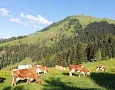 Ferienwohnung Koasablick Fieberbrunn 